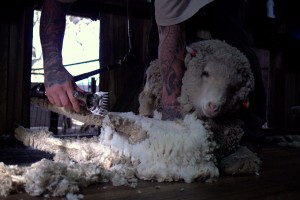 Ethical ultra fine merino wool