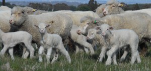 Australian merino sheep