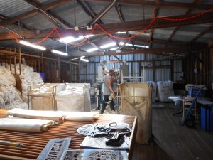 Tasmanian merino wool story