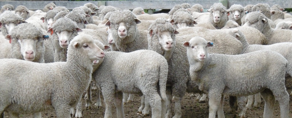 Barega superfine merino lamb