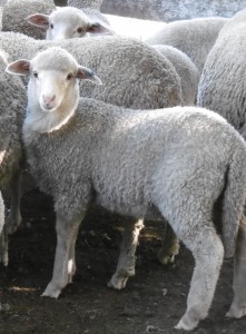 Tasmanian merino lamb