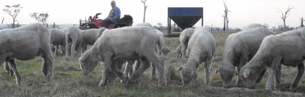 intensive lamb feed