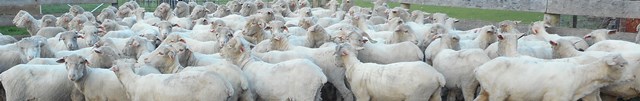 sheep pellet feed