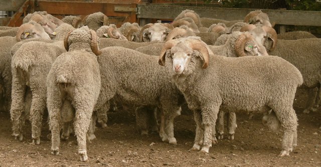 Australian merino wool rams 2