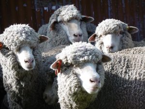 Australian merino wool sheep 