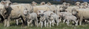 Australian Superfine Merino Sheep