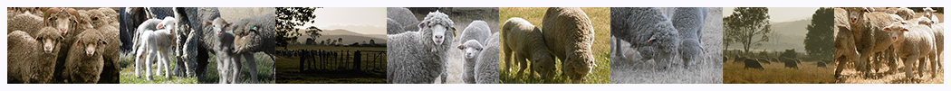 Sheep farming in Australia