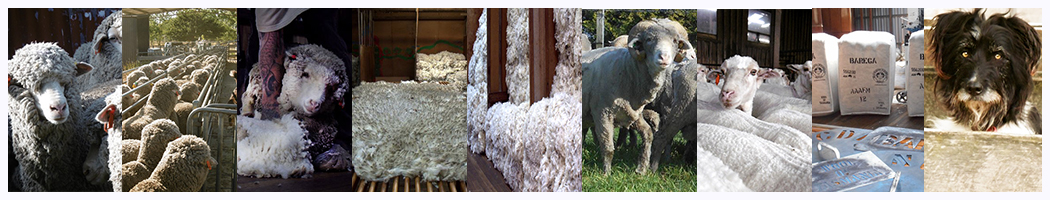 Australian Wool, Tasmanian Superine Merino 