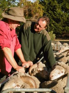 Australian superfine merino sheep 