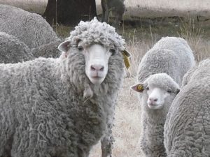 New merino sheep 