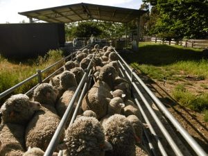 Raising merino sheep 
